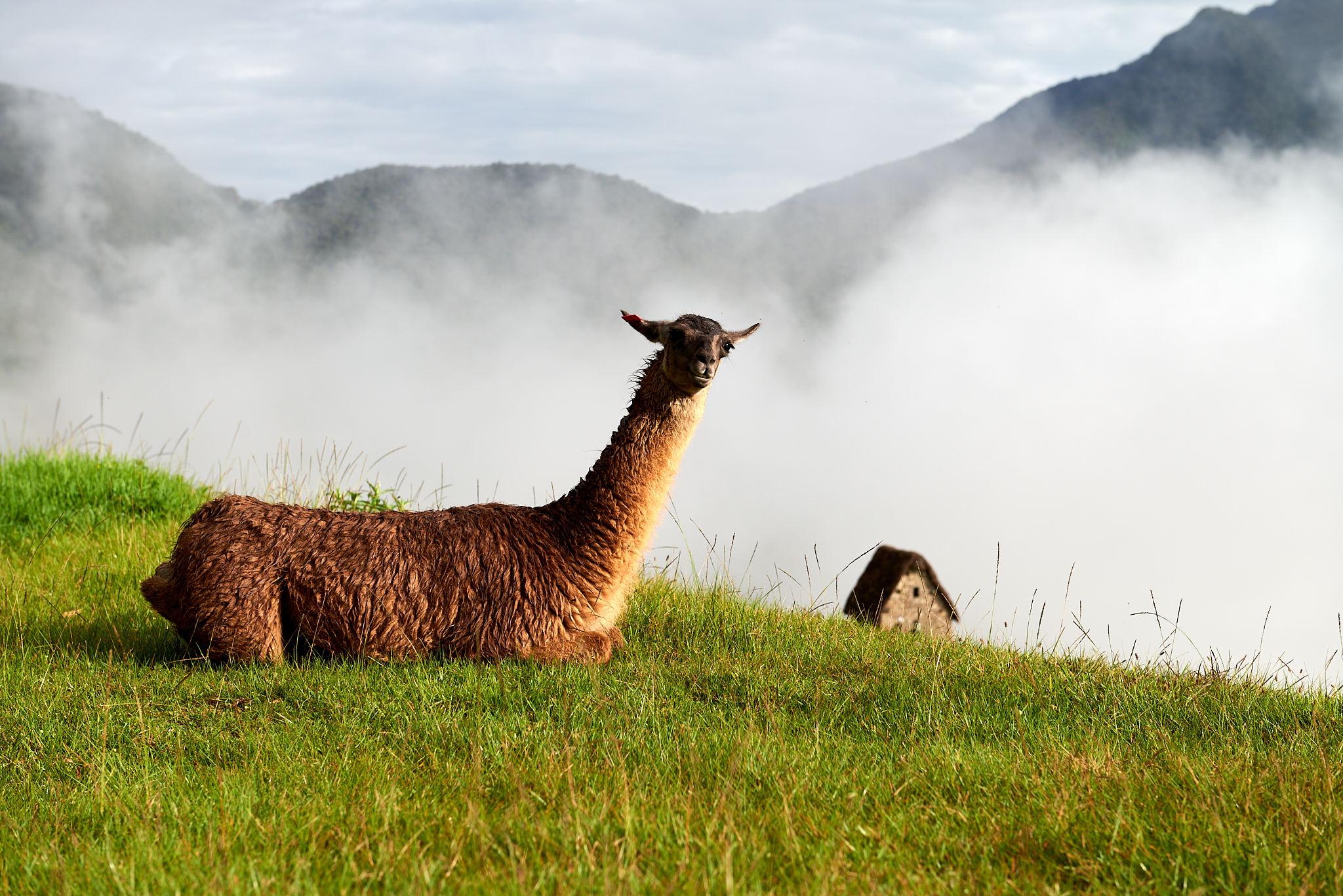 20200308 579 [페루] 마추픽추